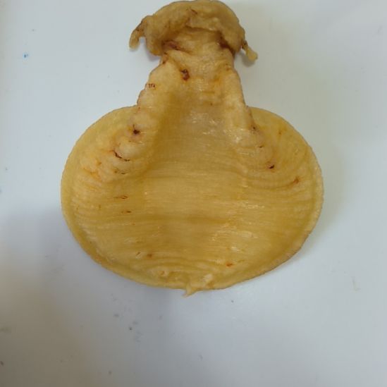 中国大陆86克赤嘴鳘鱼胶