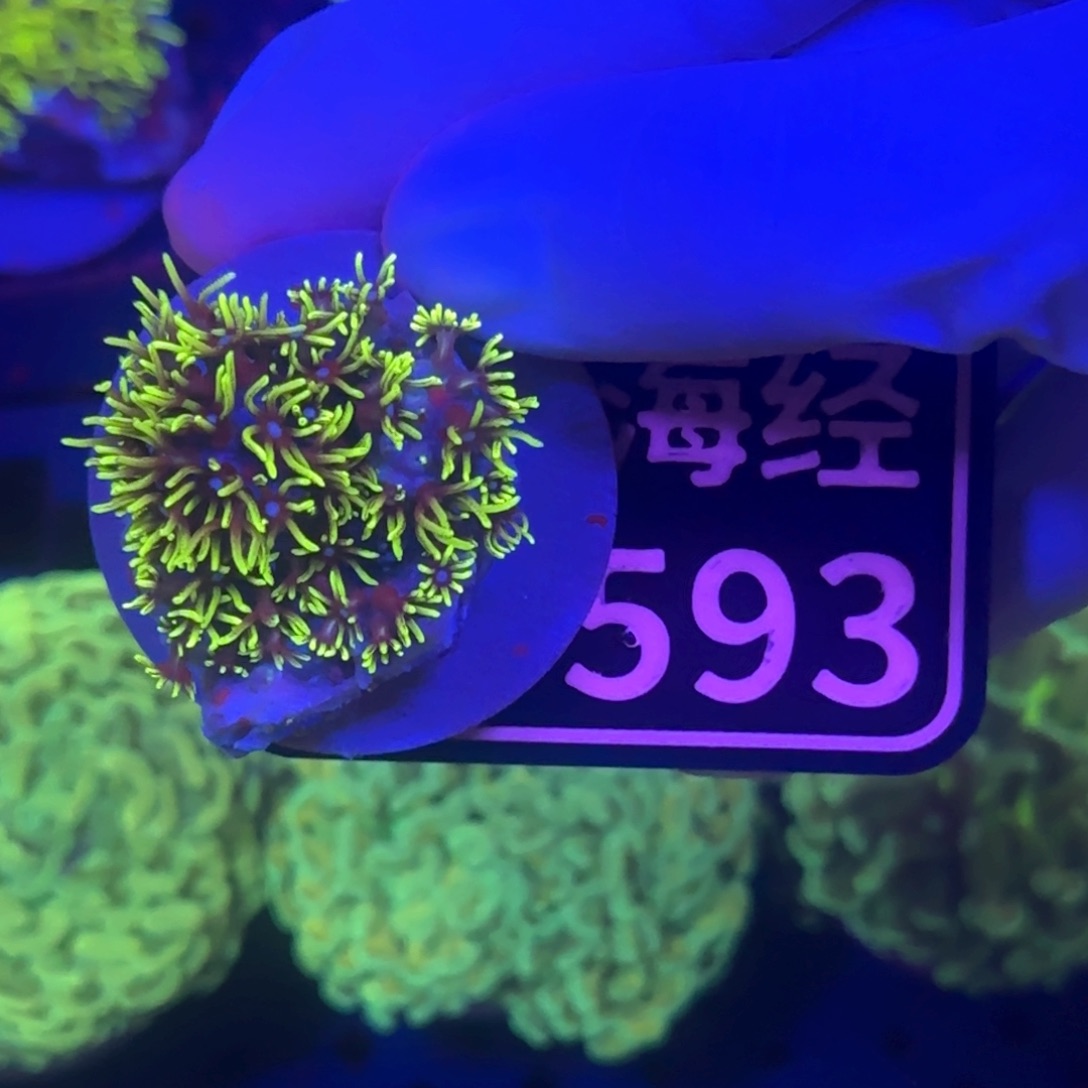 阿***。纽扣珊瑚又又不包邮草皮D593