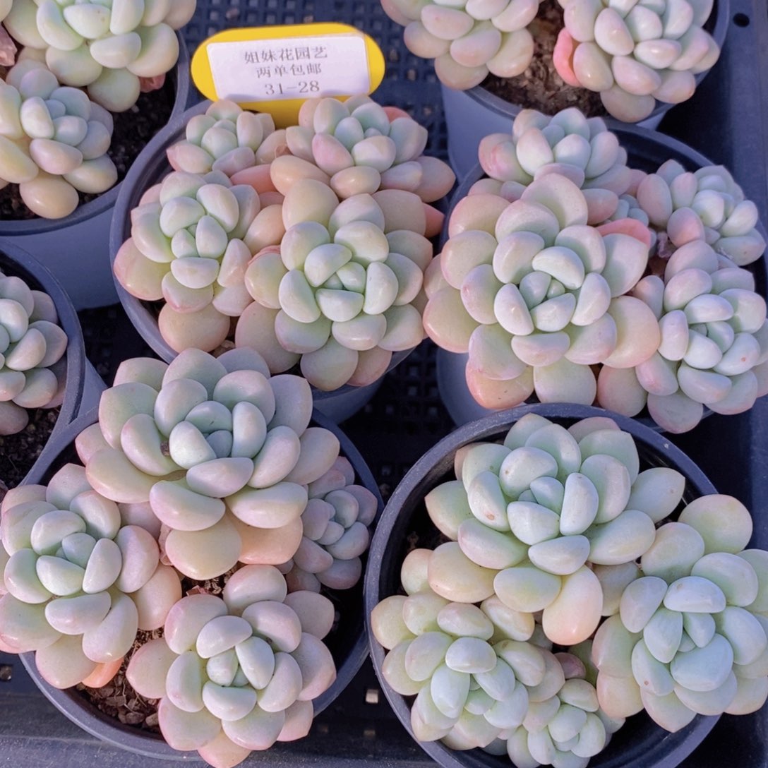 31-28-精品老桩泡泡糖群一个