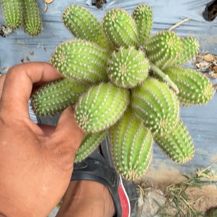 矮胖白檀仙人掌群生771