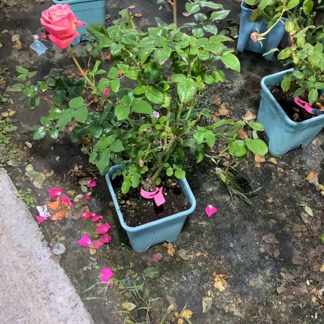 无花朵麦芽糖玫瑰土球发货