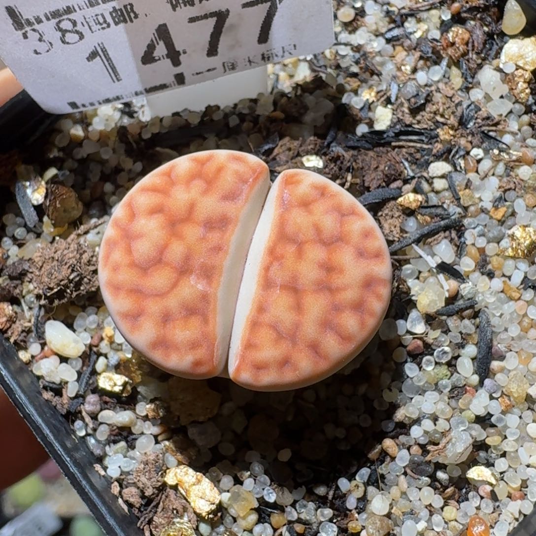 Sss清啊便宜出1477