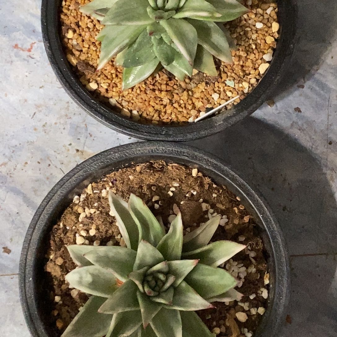 无*-两颗锦一物一拍