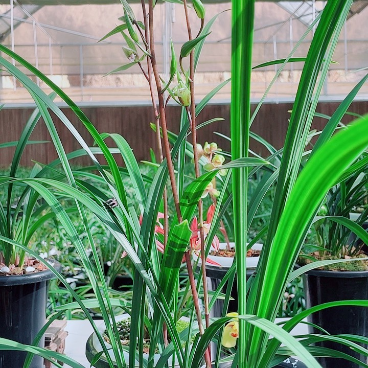 z***c完全开放一物一漂亮开