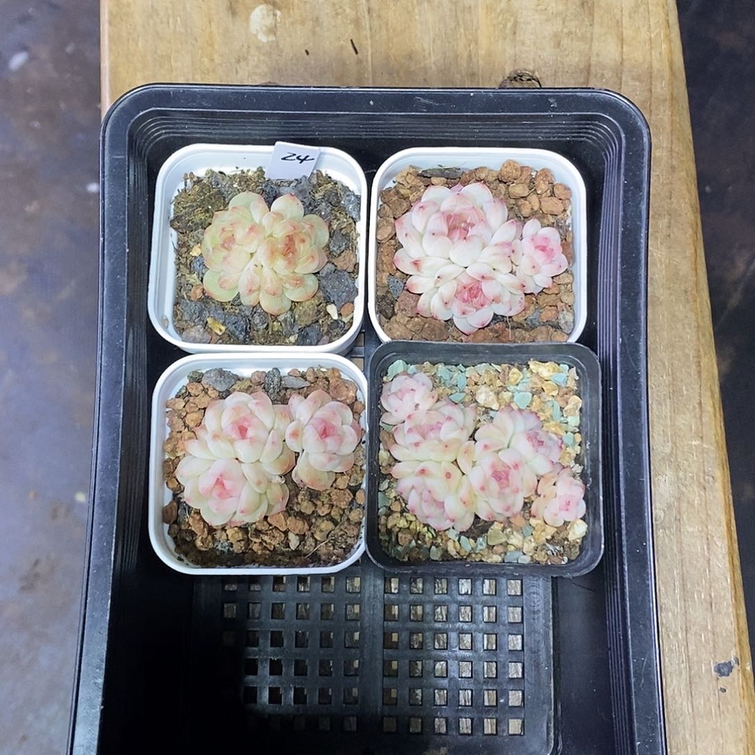 爱***324一筐4颗甜心多肉植物