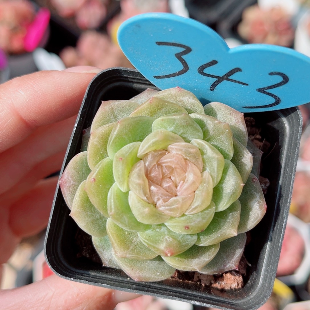 343号新品珍妮单头