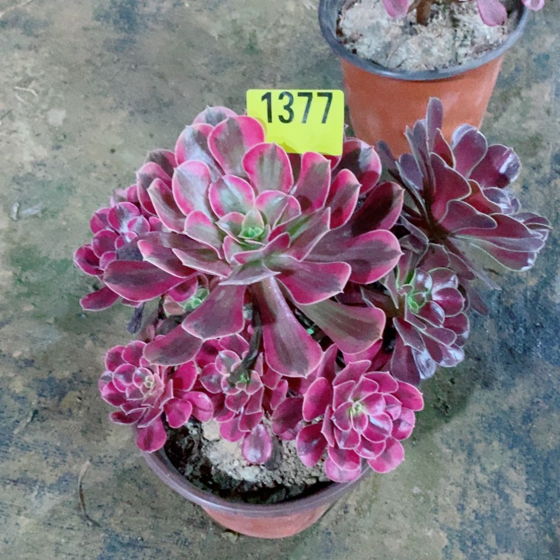 美杜莎多肉植物1377