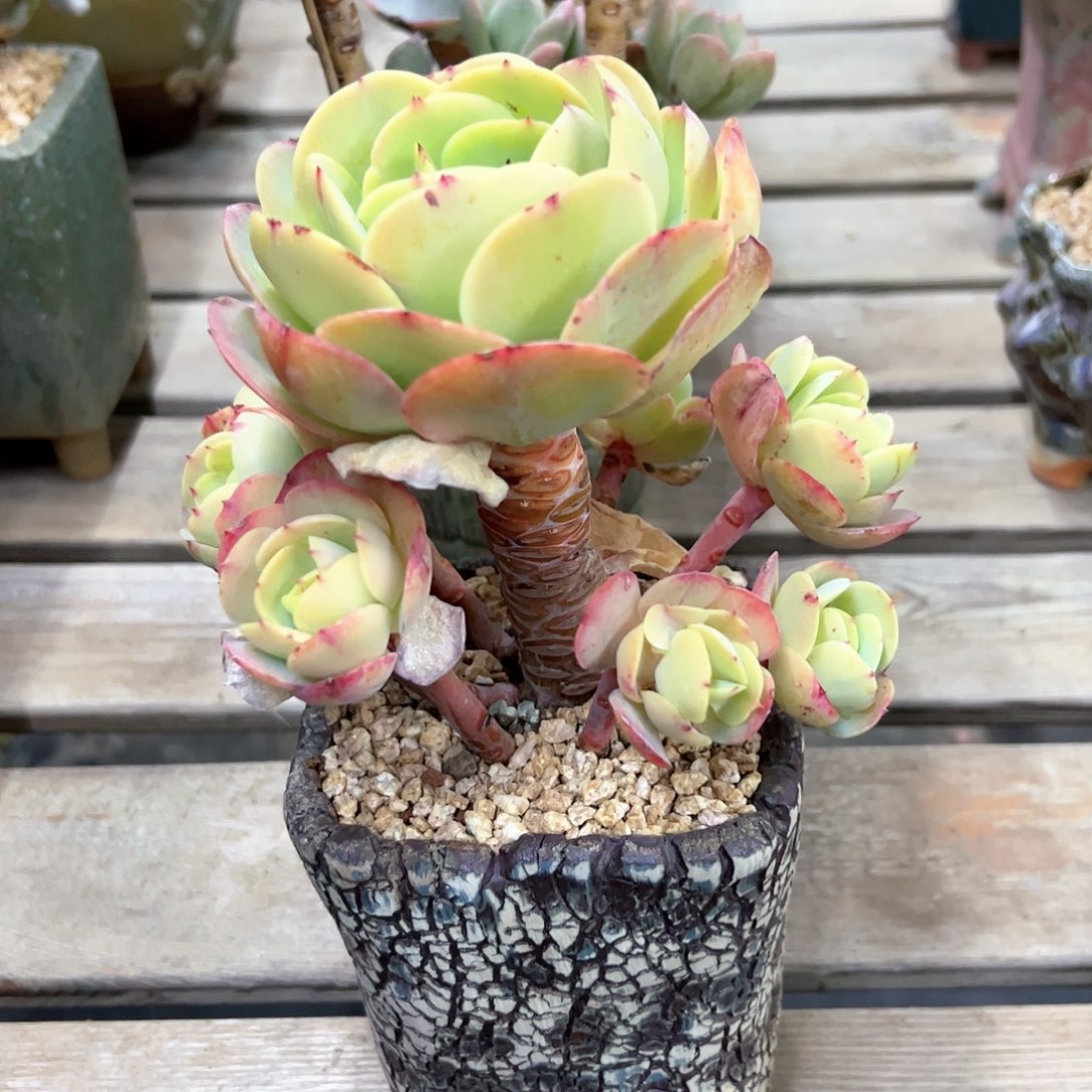 碧桃18 零零多肉植物