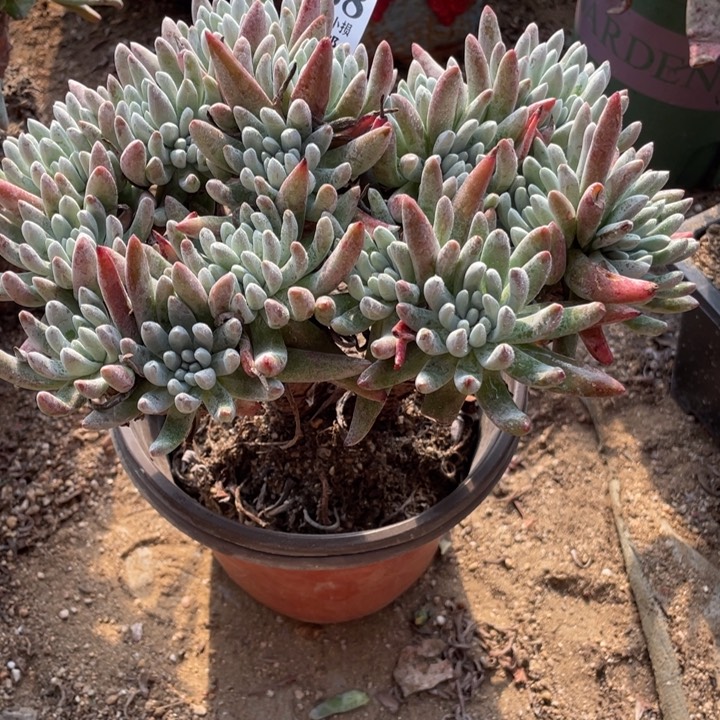 488号雪花多肉植物