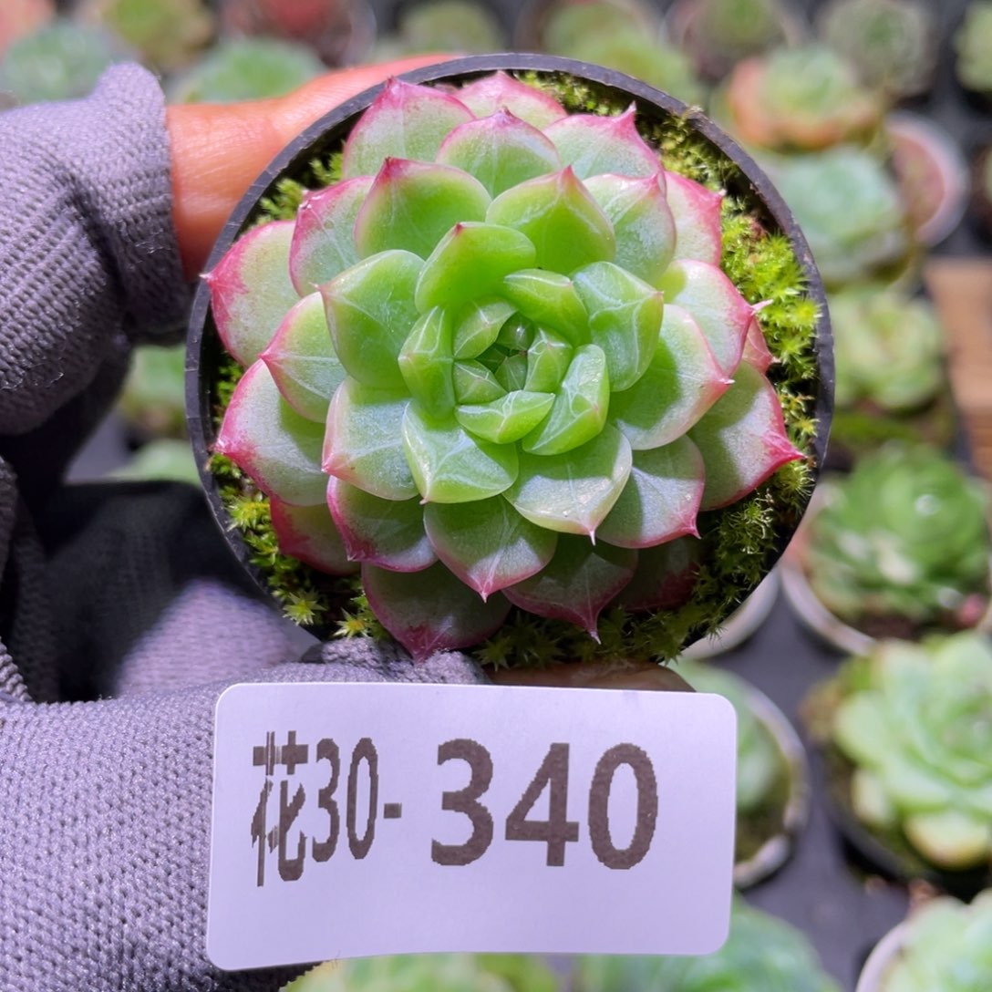 花利美30-340珍妮