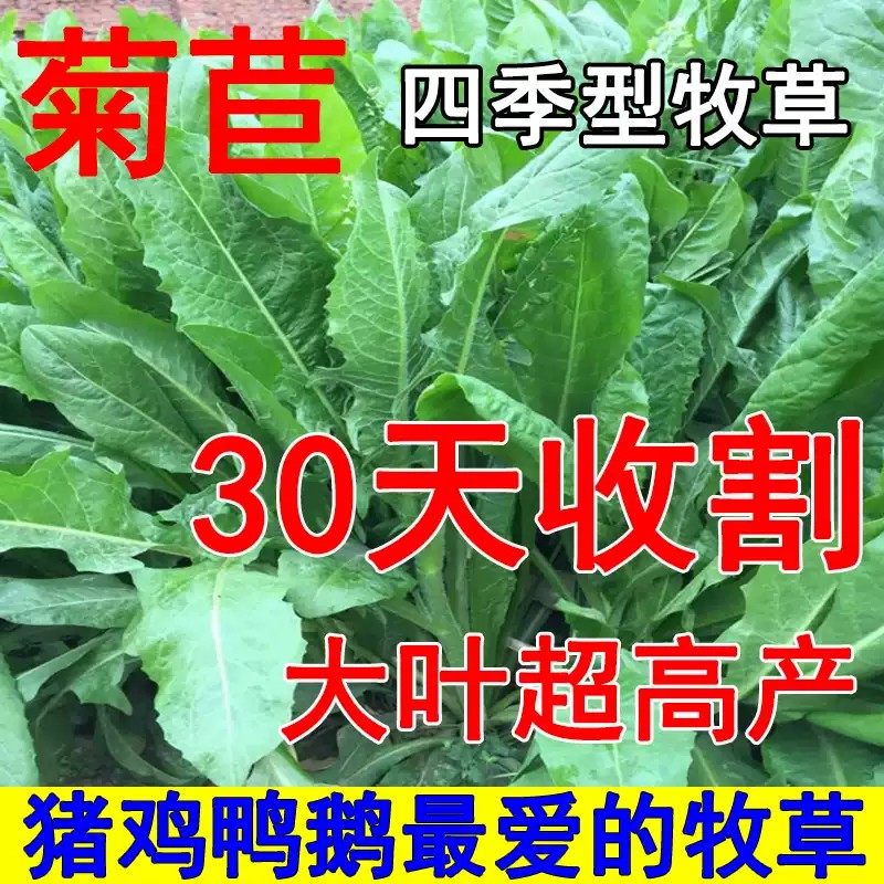 【全店满5包包邮】将军大叶菊苣草种籽养殖四季牧草种子羊牛兔鸡