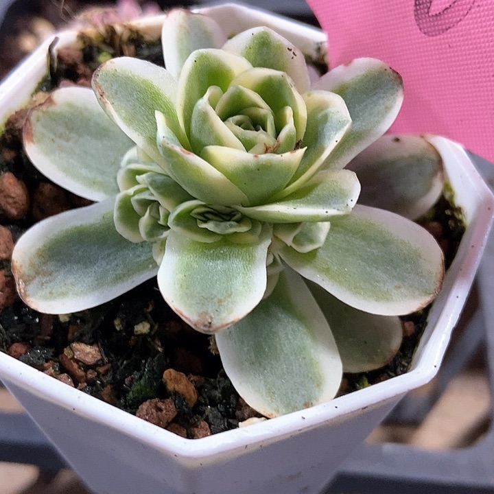 多肉植物手捧锦390