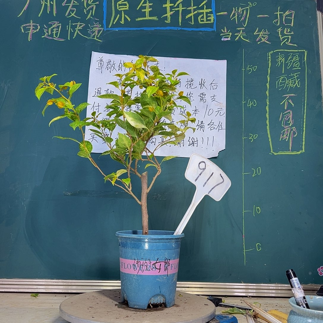 当前无花栽培后可以开花  沙斑女郎  917