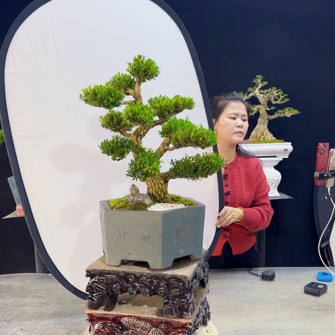 高端盆景艺术作品