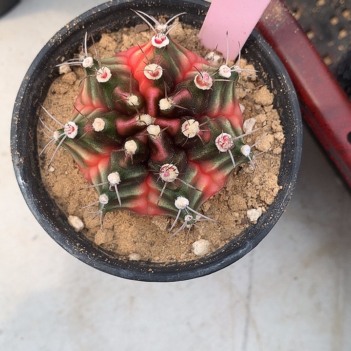 242-0426泰国发货多肉