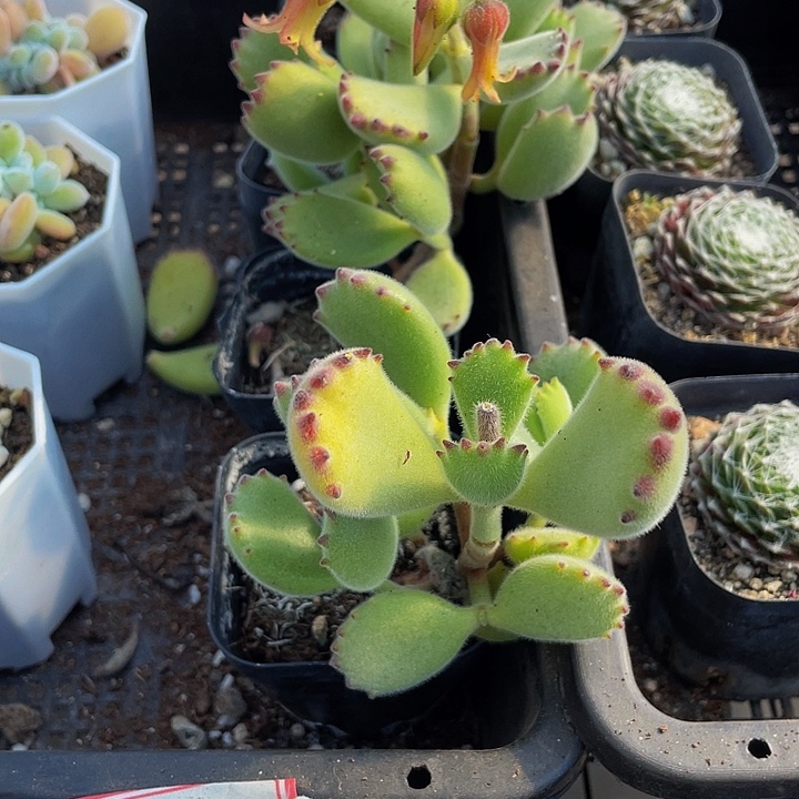 大绿熊带盆土发货