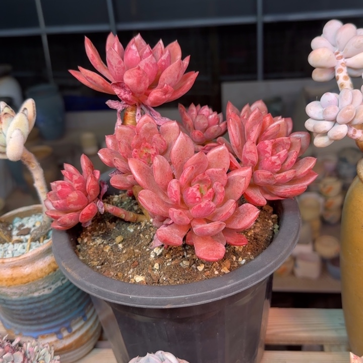 雪蛋多肉植物stchjjn