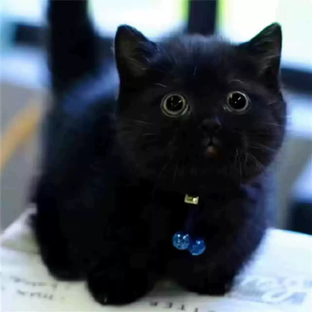 英国短毛猫黑猫孟买猫英短家养宠物幼猫便宜猫猫小猫咪活物真猫