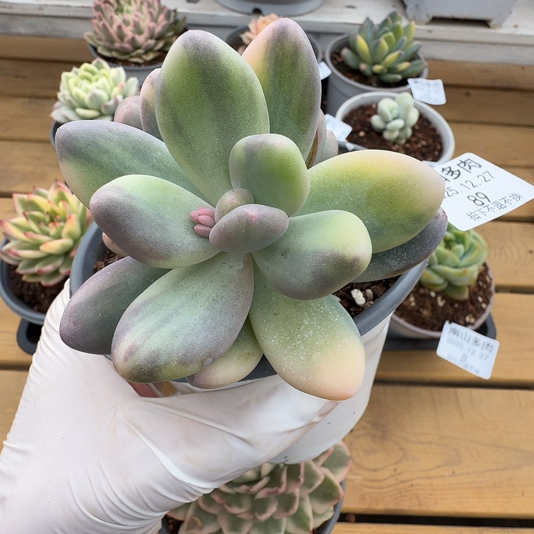 大叶奶11111227-89