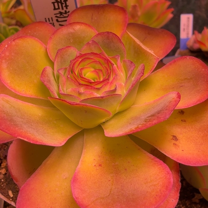 三碗546  若初新白龙