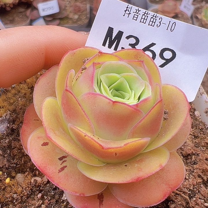 山地玫瑰多肉植物369