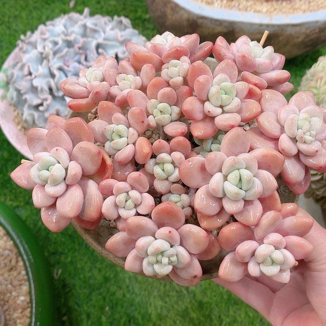 韩版樱花洛神多肉