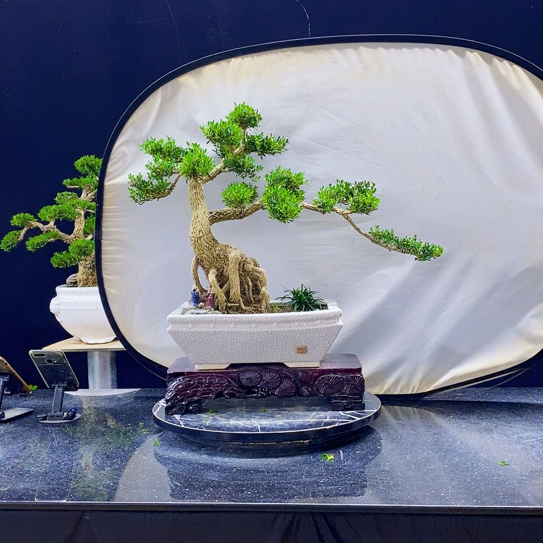 无花朵黄杨盆景造型