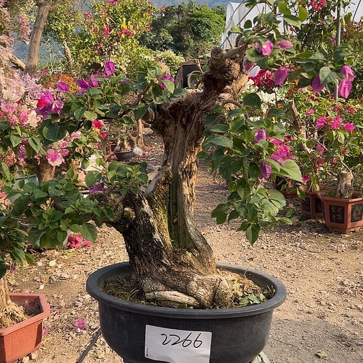 完全开放清水晶玻璃