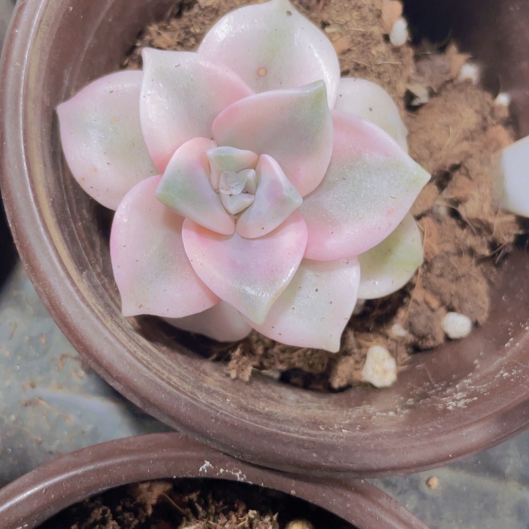 紫乐锦w111一物一拍