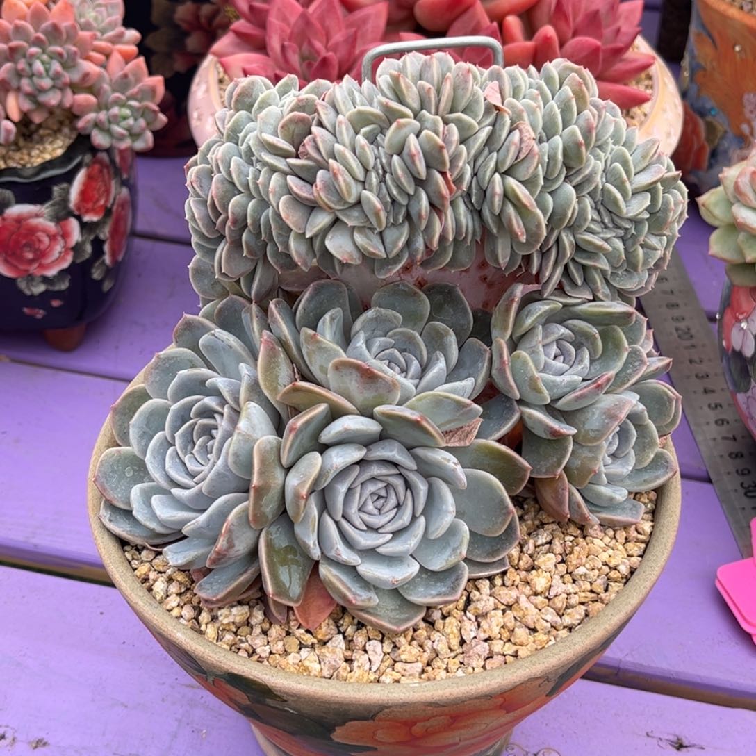 汉堡树缀一物一拍