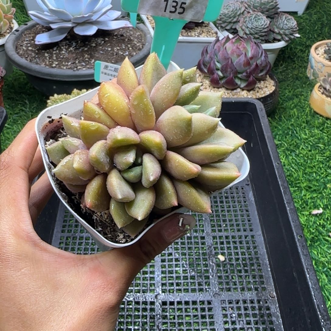 唐二姐多肉编号135