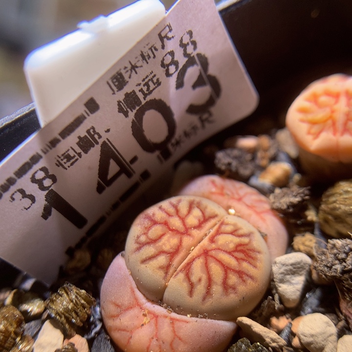 Sss精品生石花1403