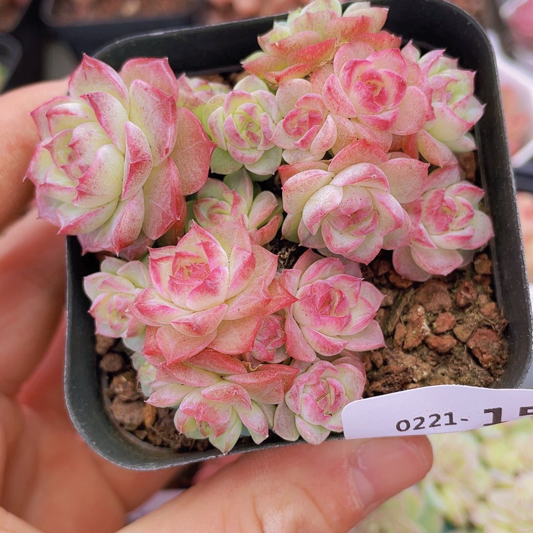 000000000000015量拍