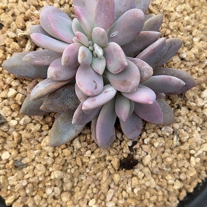 桃霜群生缀化福利