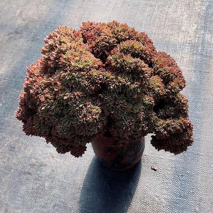 万朵朵脱土发货啊