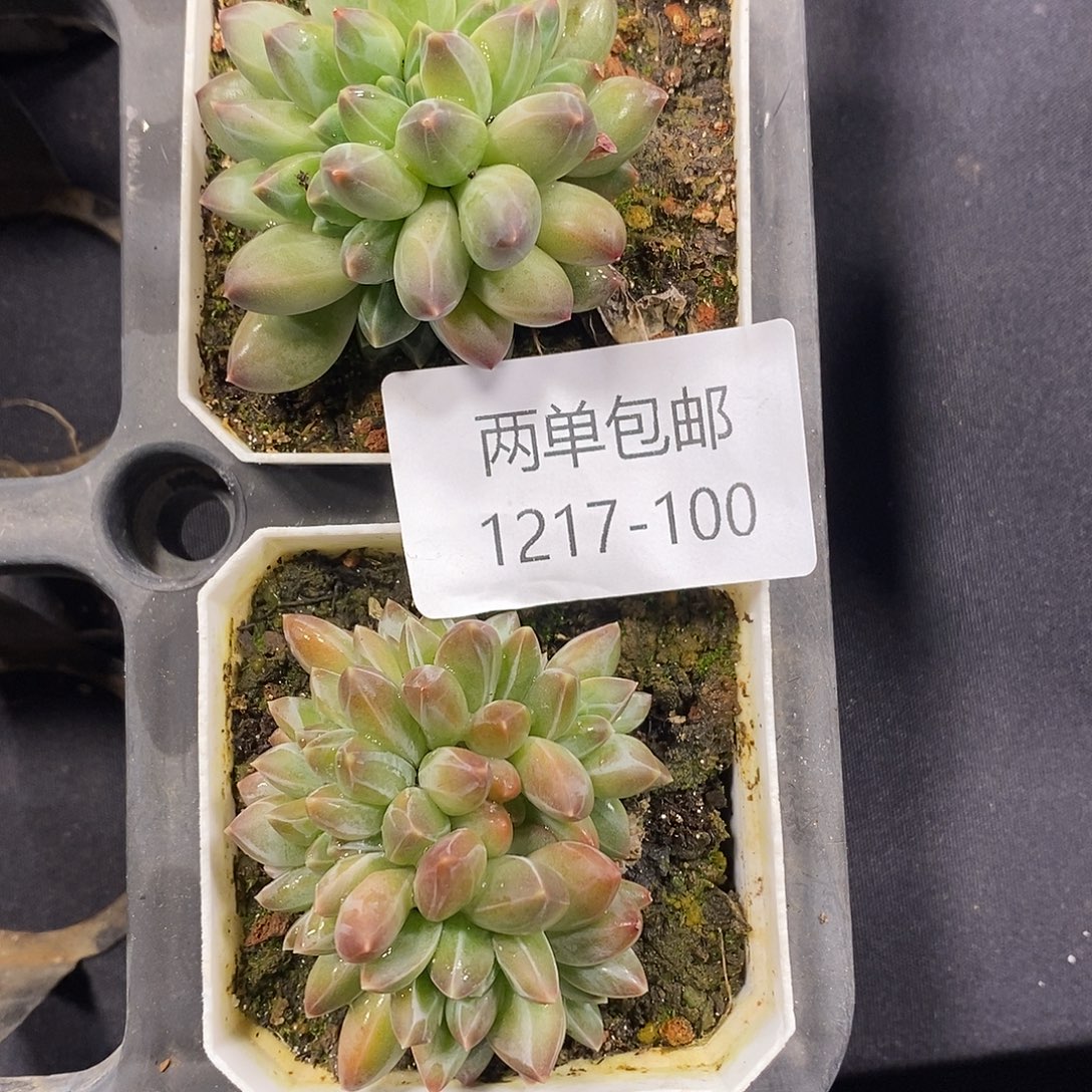 一***晶酸奶多肉 两颗多肉100