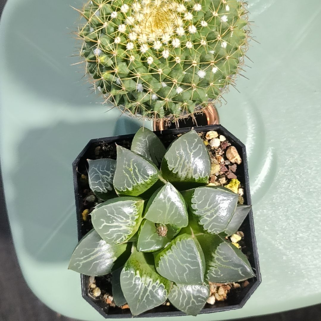 花花世界迷人眼的球球
