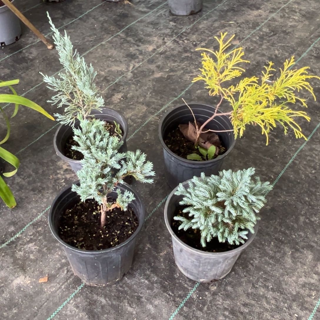 无花朵金线柏树 蓝湖柏 蓝翠柏蓝色天堂一物一拍