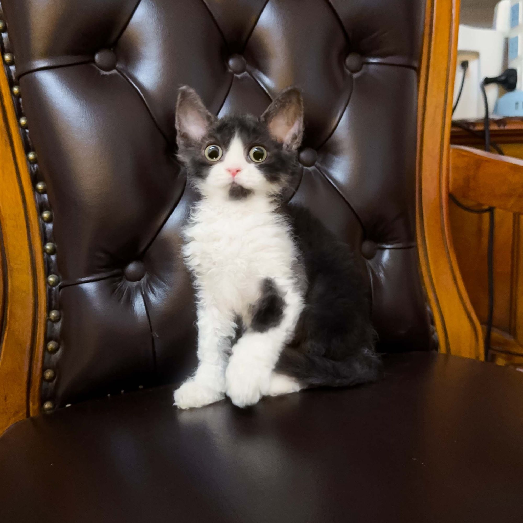 犇犇家  猫咪活物德文黑白开脸弟弟 2880