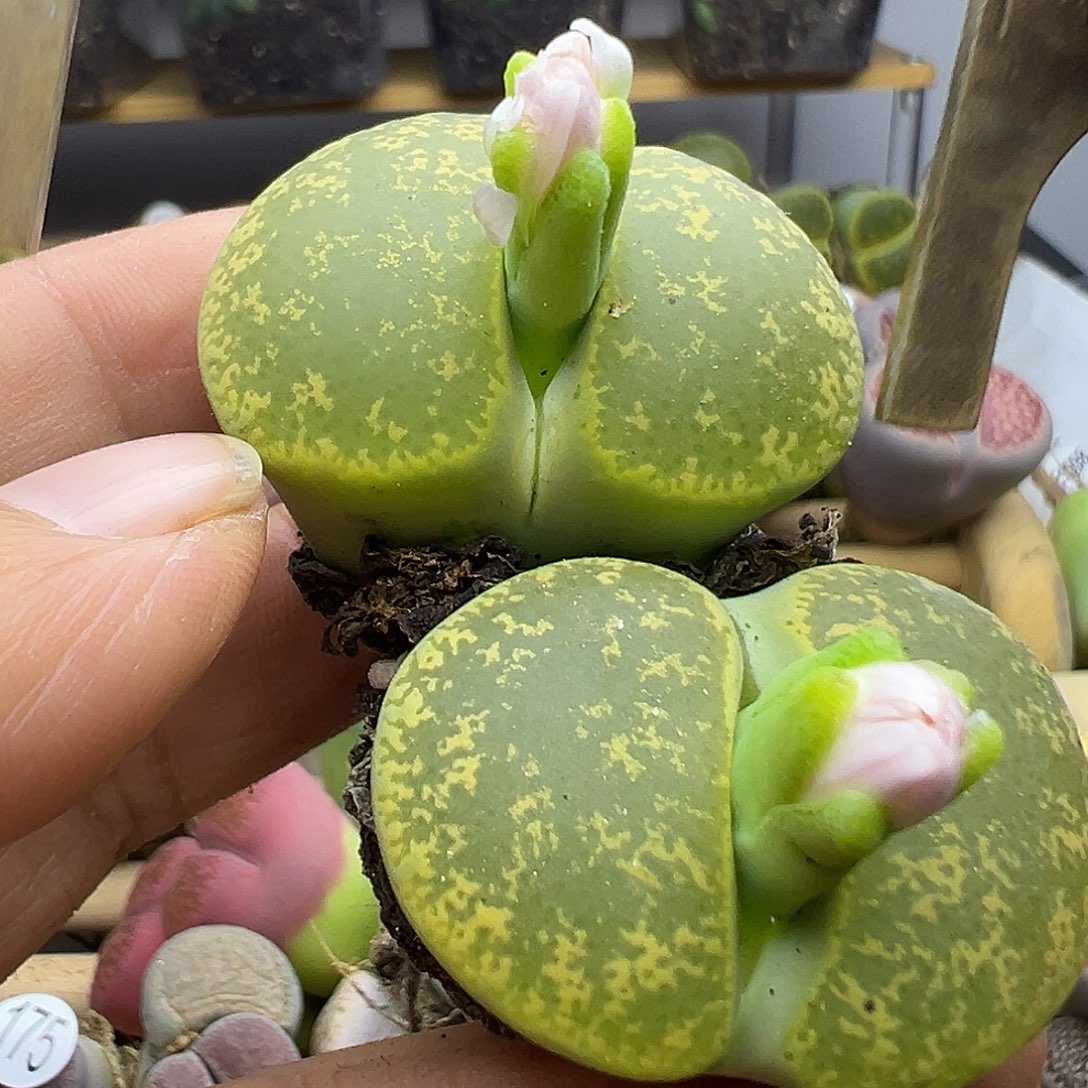 190纯纯下播福利1111111