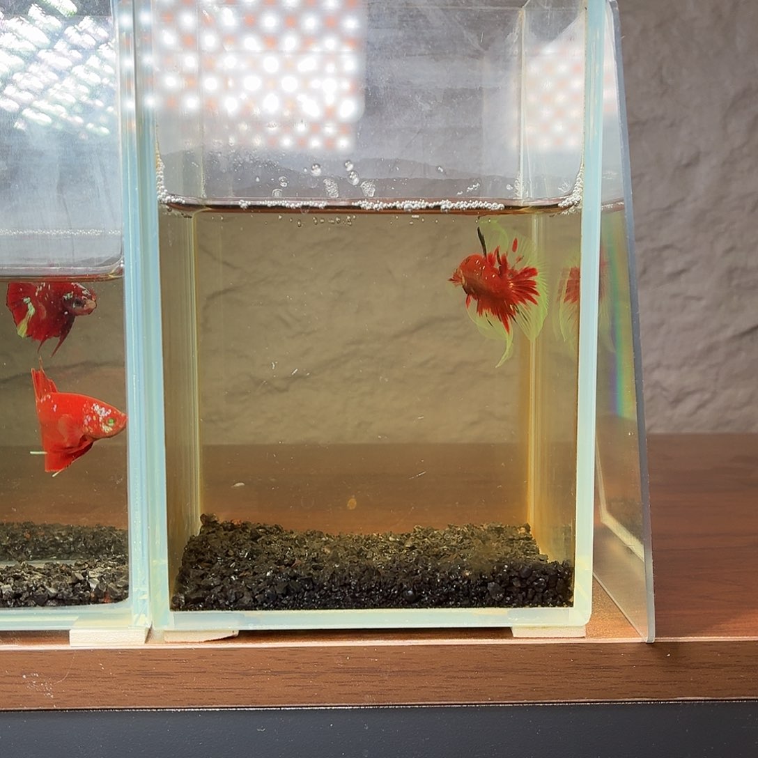 斗鱼彩金红魔半月