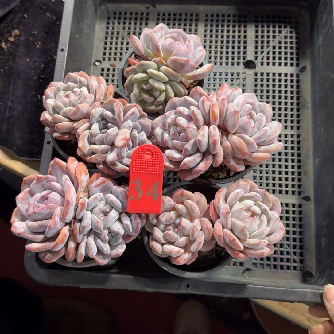 橙子石化一物一拍34号