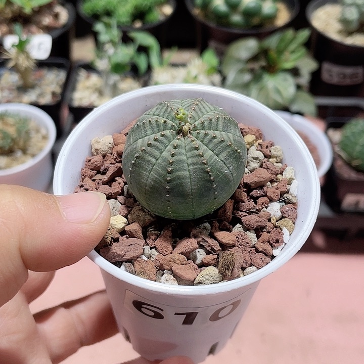 610实生欧布仙人球