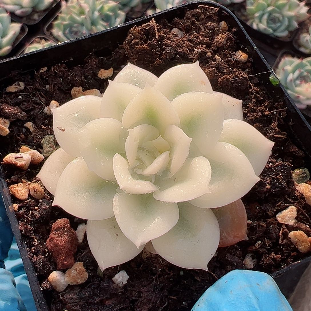 月亮仙子锦，宽覆轮锦