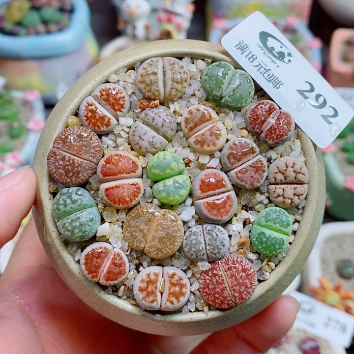 生石花花花花花花花292