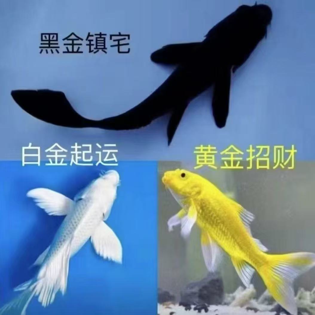 黑金锦鲤龙凤活鱼小型淡水观赏鱼好养耐活冷水鱼