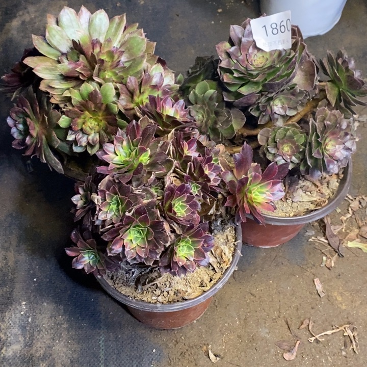 3盆多肉断头不包1860