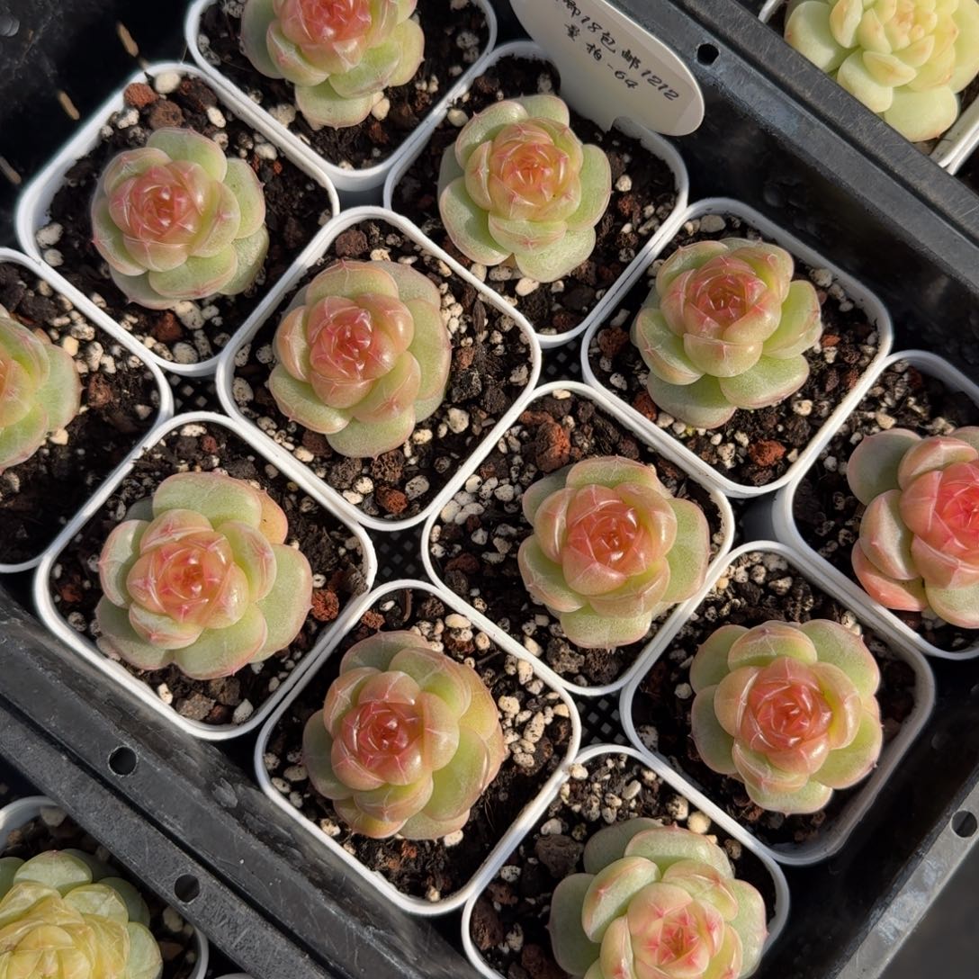 1212-064-3008一颗量拍