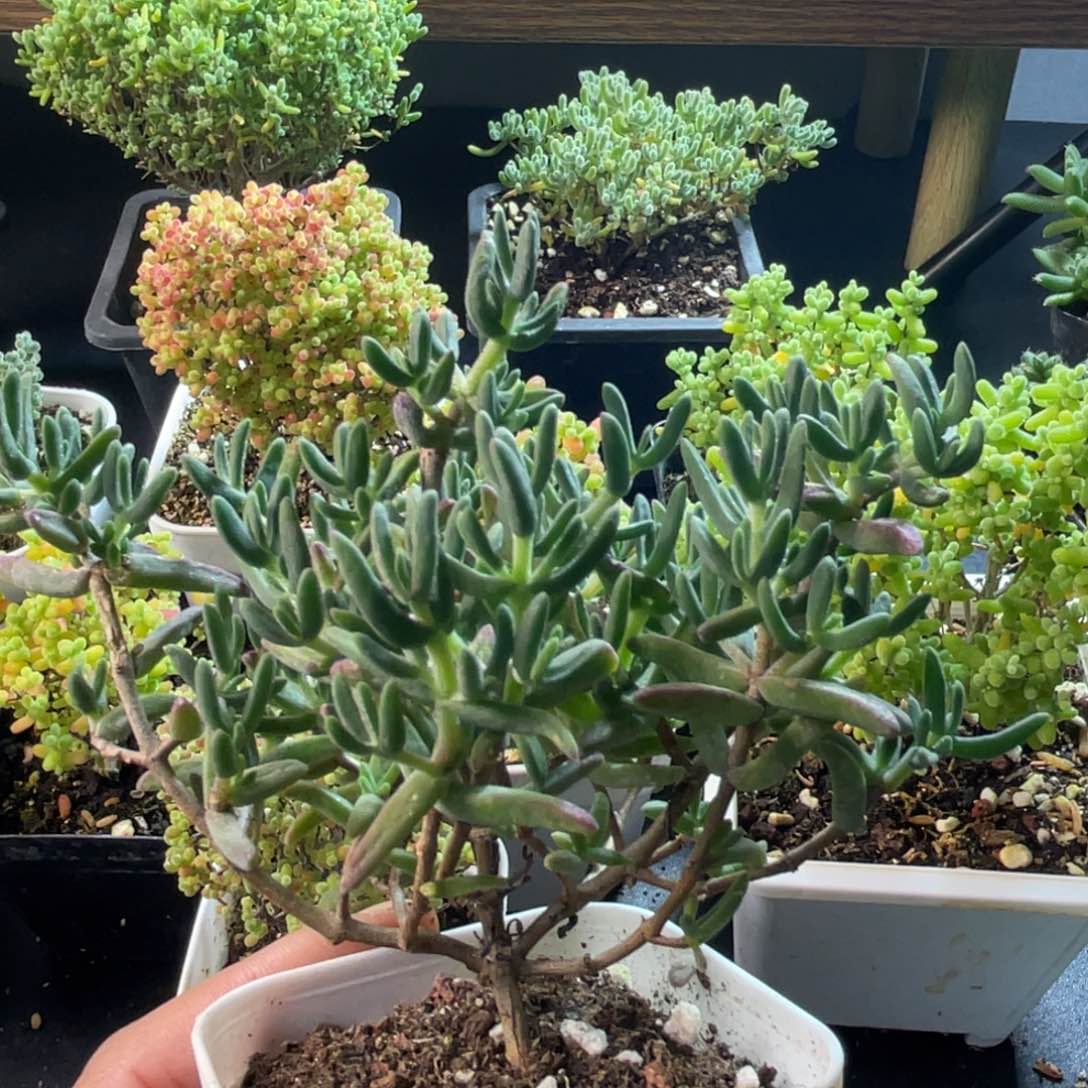 香蕉。              