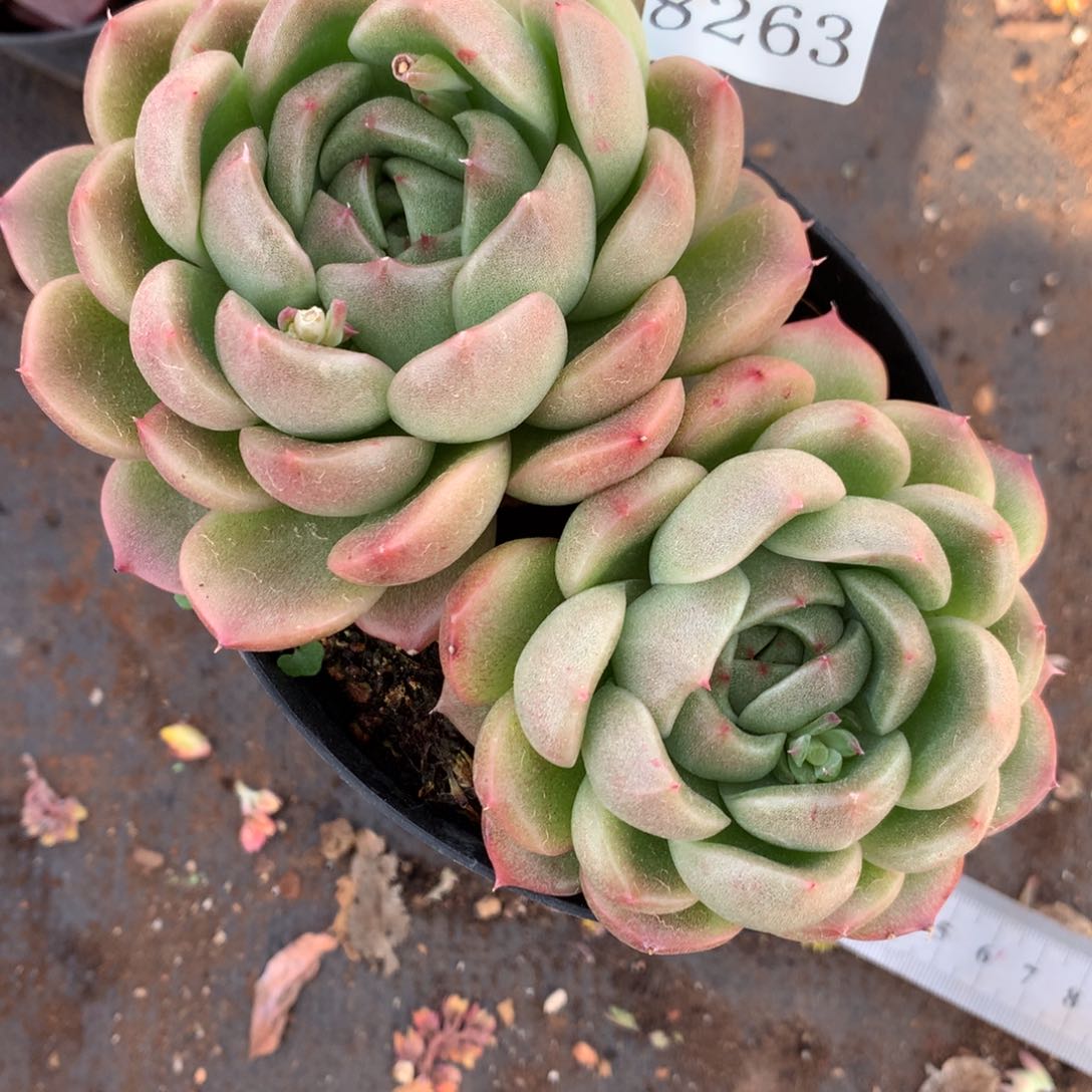 8263杂交多肉老桩